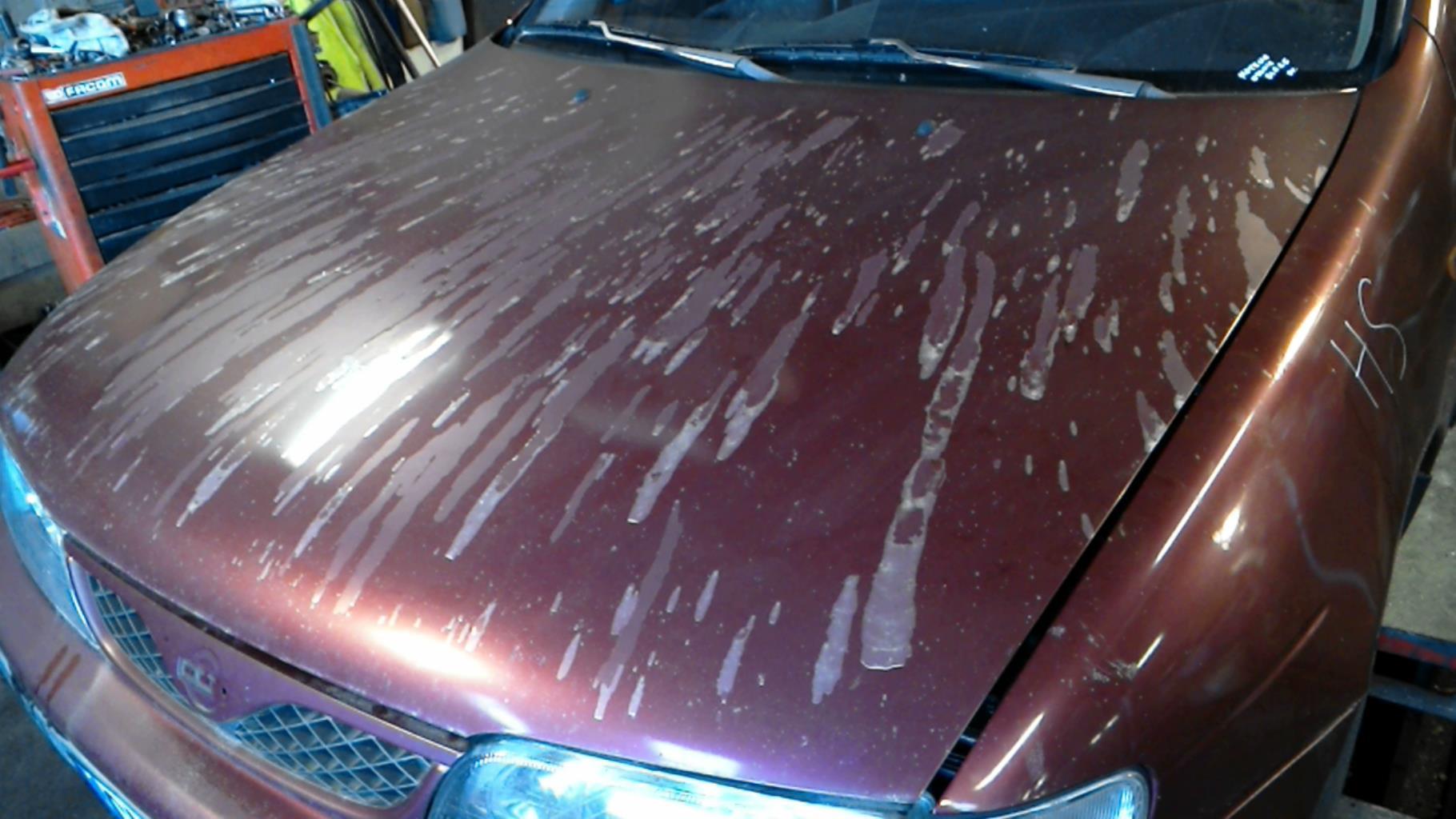 Cofano NISSAN ALMERA 1 PHASE 2 Diésel - 1