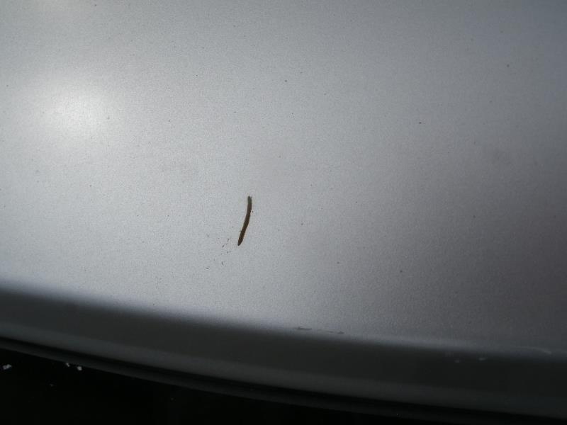 Malle/Hayon arriere OPEL CORSA C PHASE 1 Essence - 1