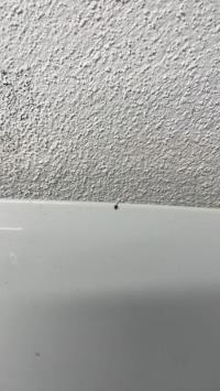 Photo de la pièce